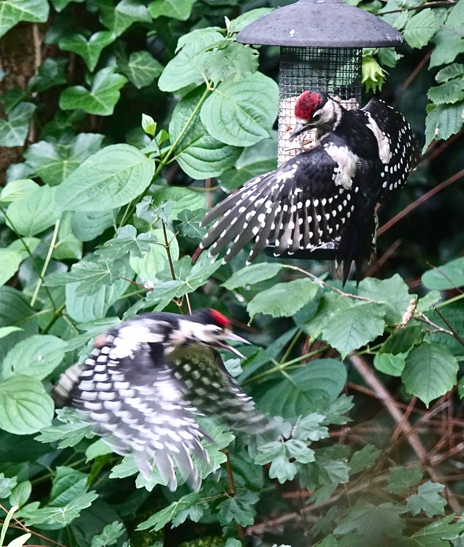 Pindanootjes strijd - Vogels - Grote bonte specht