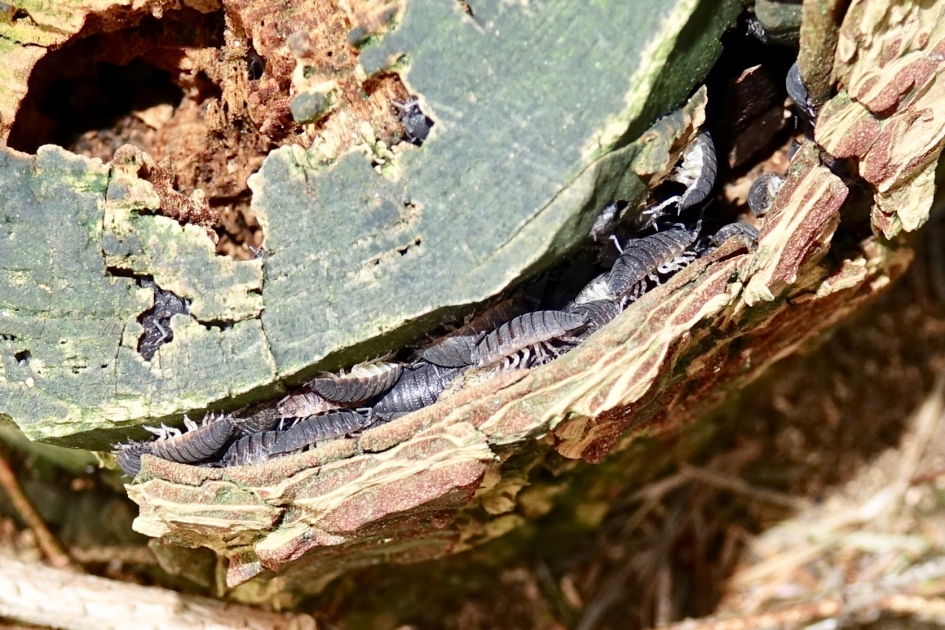 Pissebedden verzameling - Geleedpotigen - Pissebed