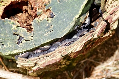 Pissebedden verzameling