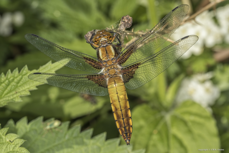 Platbuik 2 - Geleedpotigen - Platbuik
