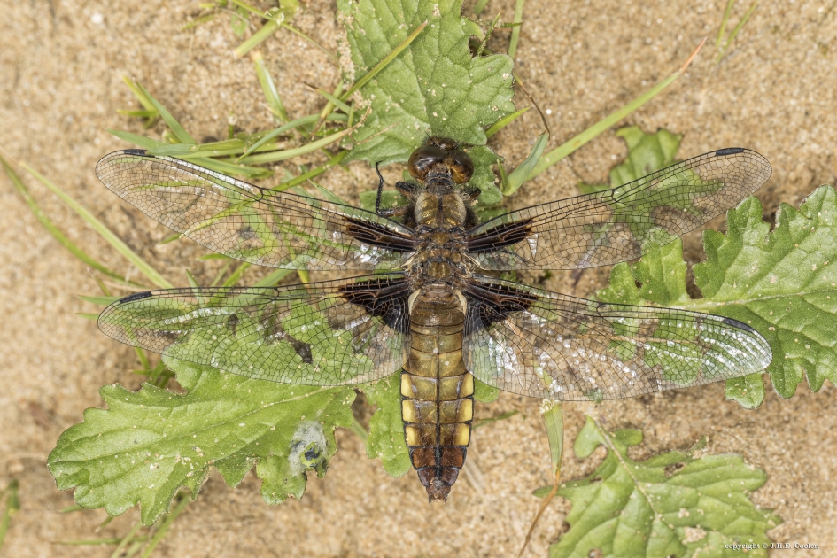 Platbuik 3 - Geleedpotigen - Platbuik.
