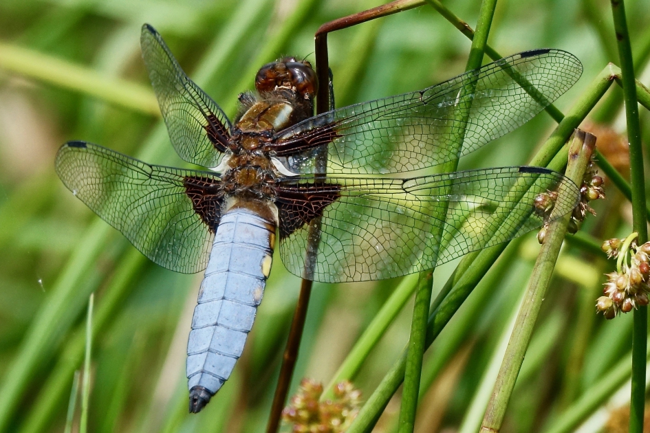 Platbuik - Geleedpotigen - Platbuik