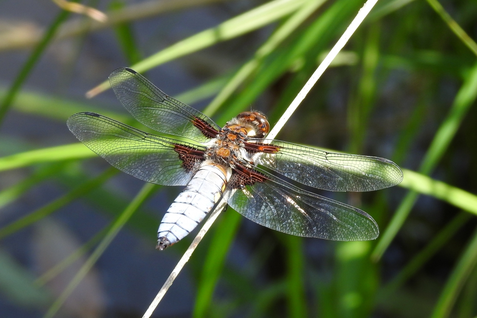 Platbuik - Geleedpotigen - Platbuik