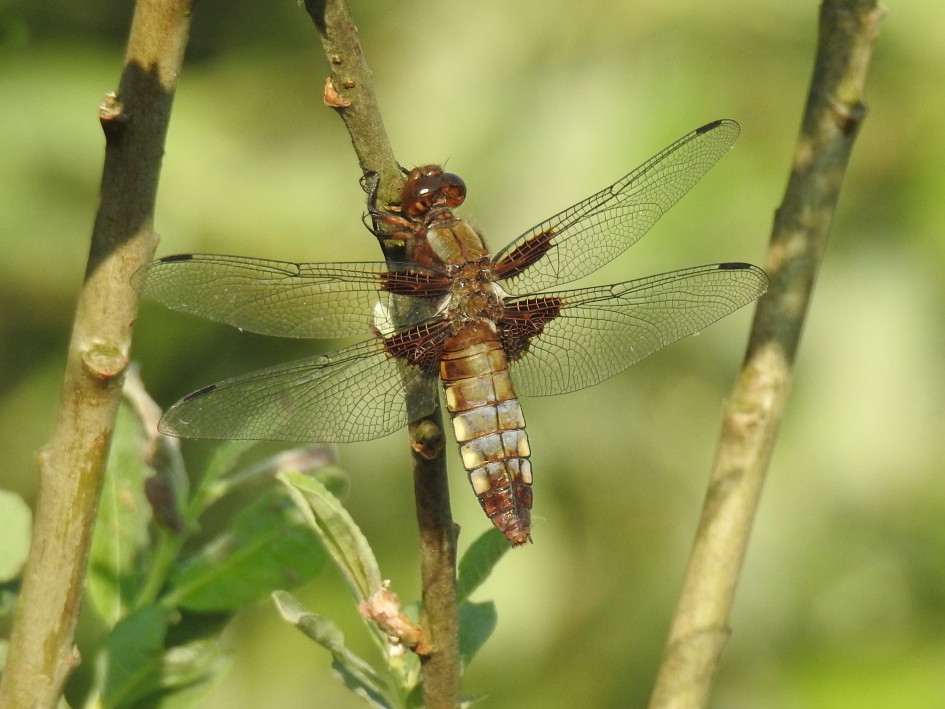 Platbuiklibel vrouwtje - Geleedpotigen - Platbuiklibel