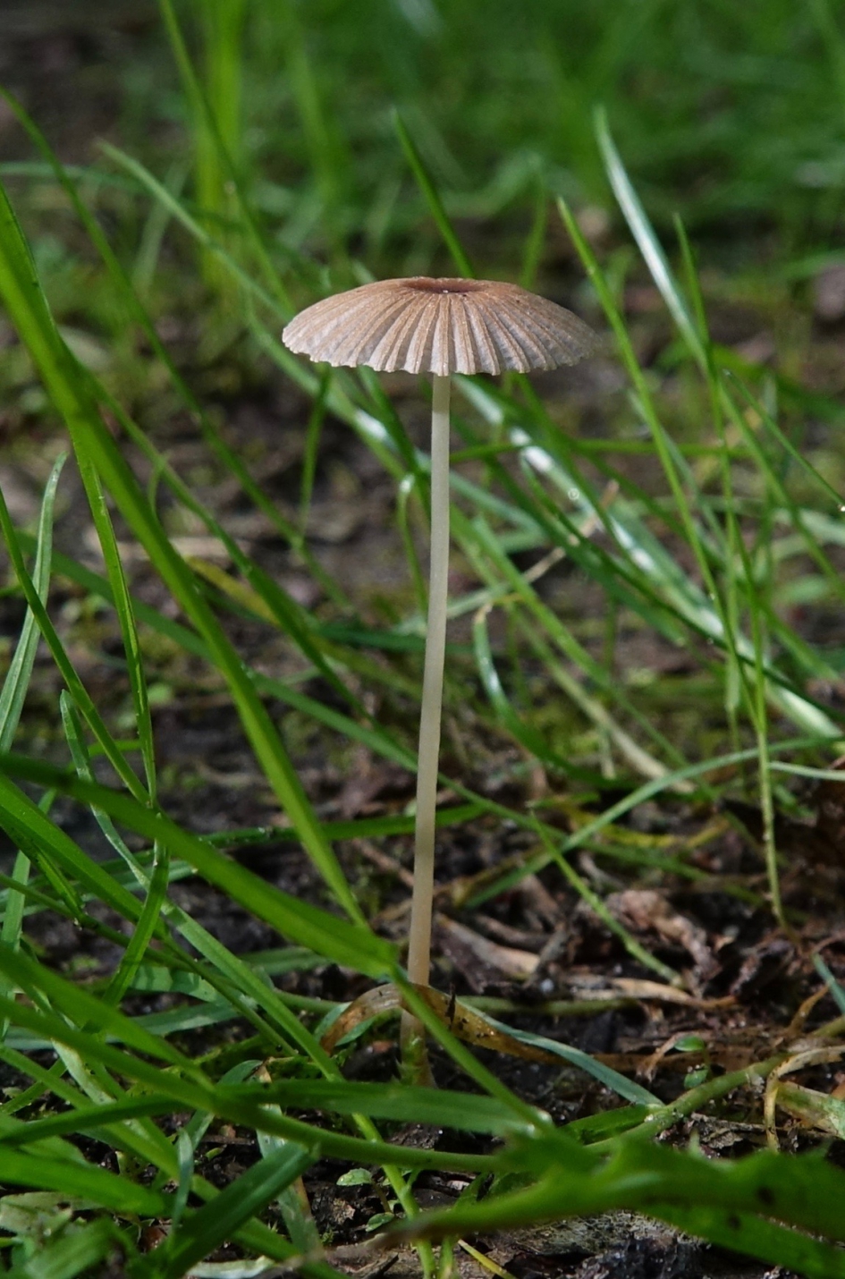 Plooirokje - Schimmels - Plooirokje