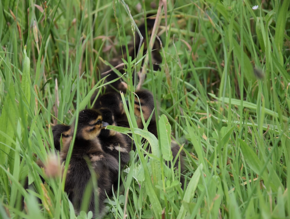 Polonaise - Vogels - 