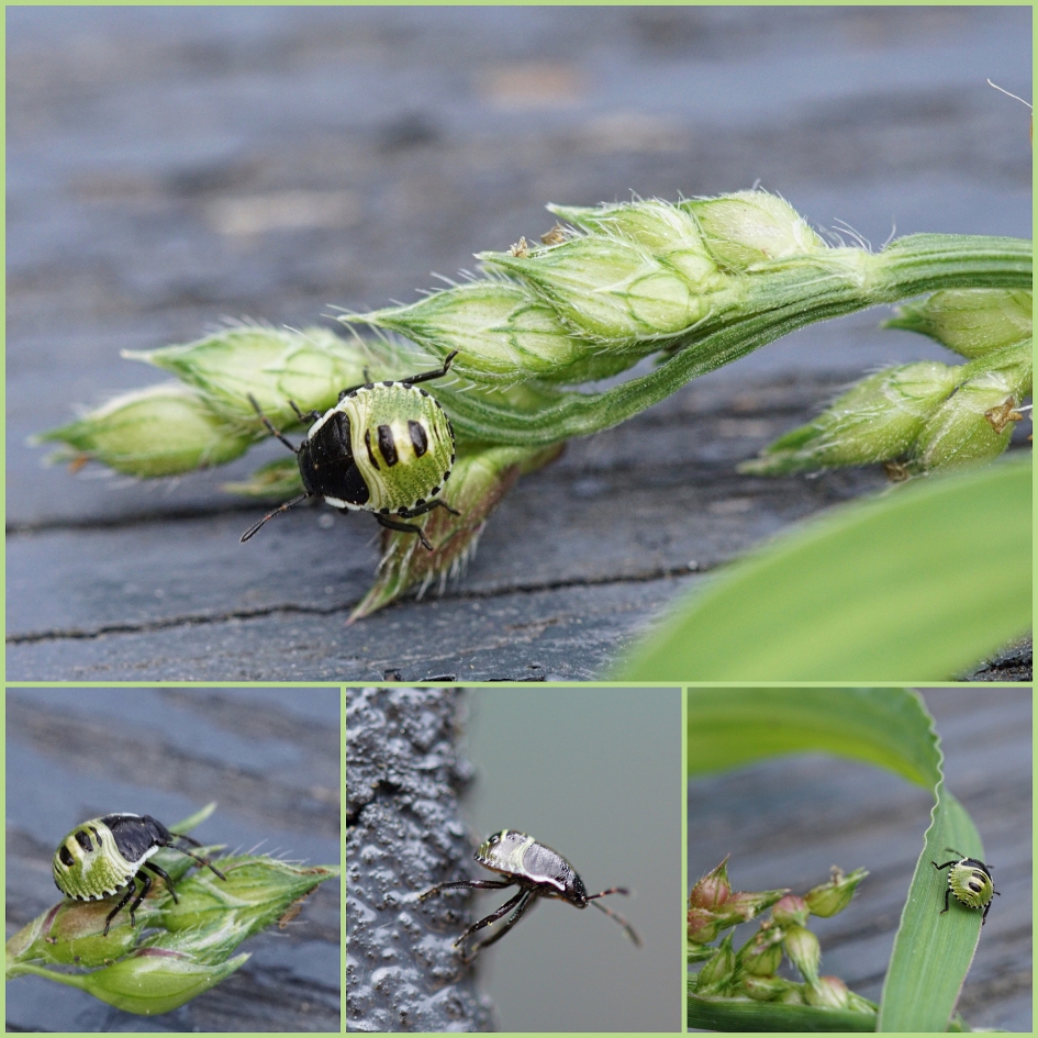 Prachtig insect! - Geleedpotigen - Groene schildwants