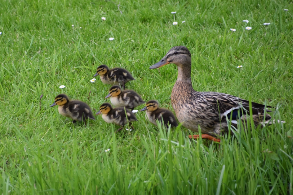 Pulletjes in het gras - Vogels - 