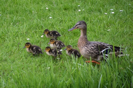 Pulletjes in het gras