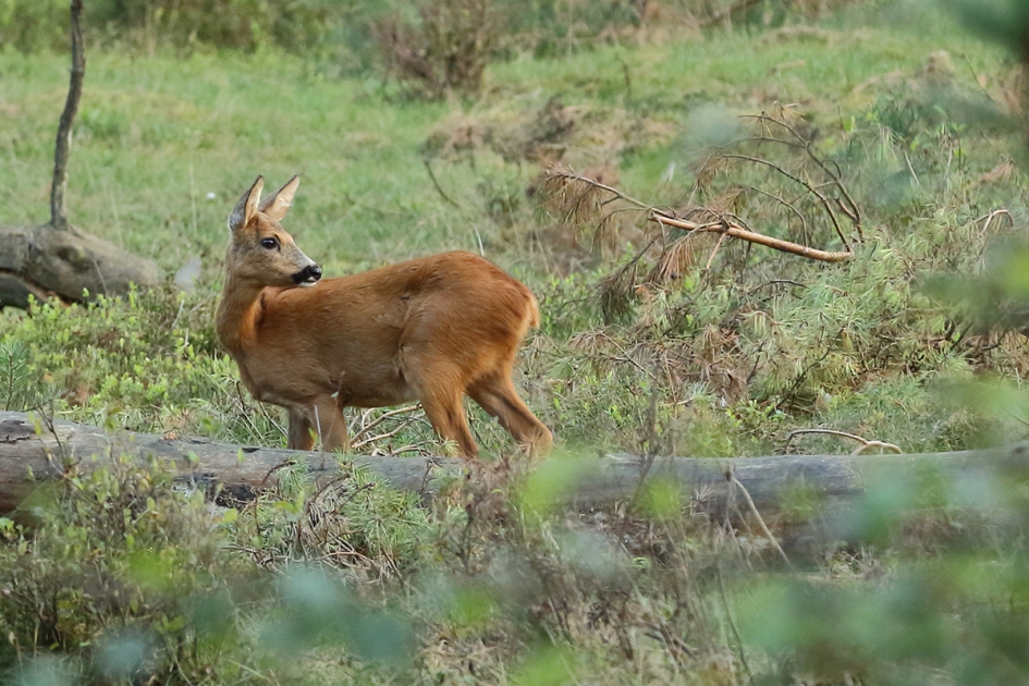 ree -v- - Zoogdieren - 