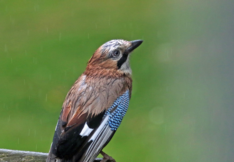 Eindelijk wat regen..... - Vogels - Gaai