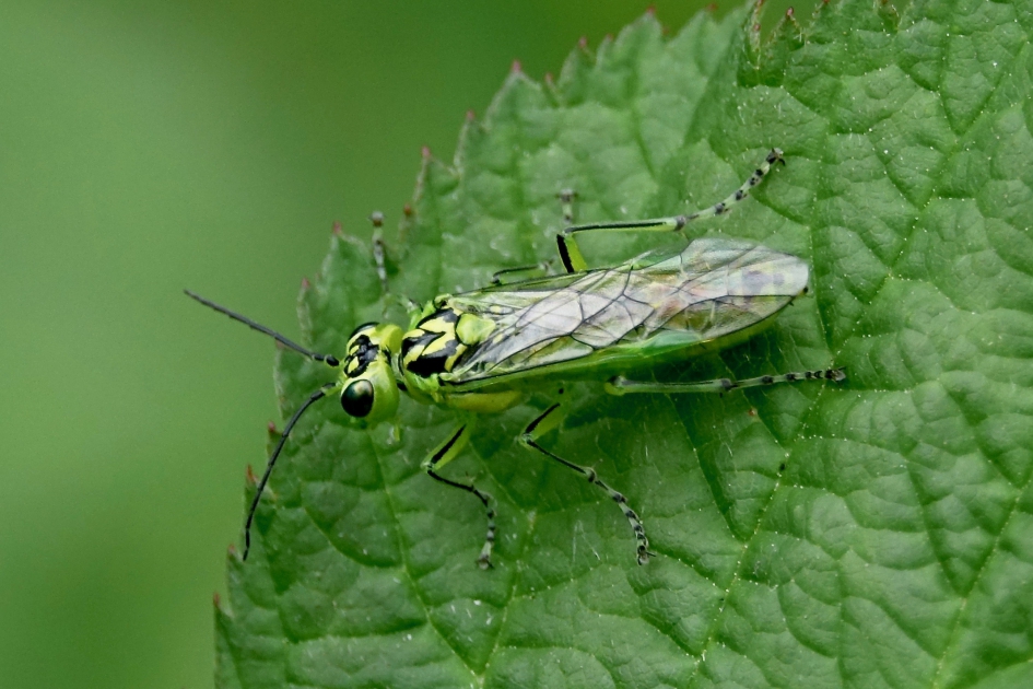 Rhogogaster viridis - Geleedpotigen - 