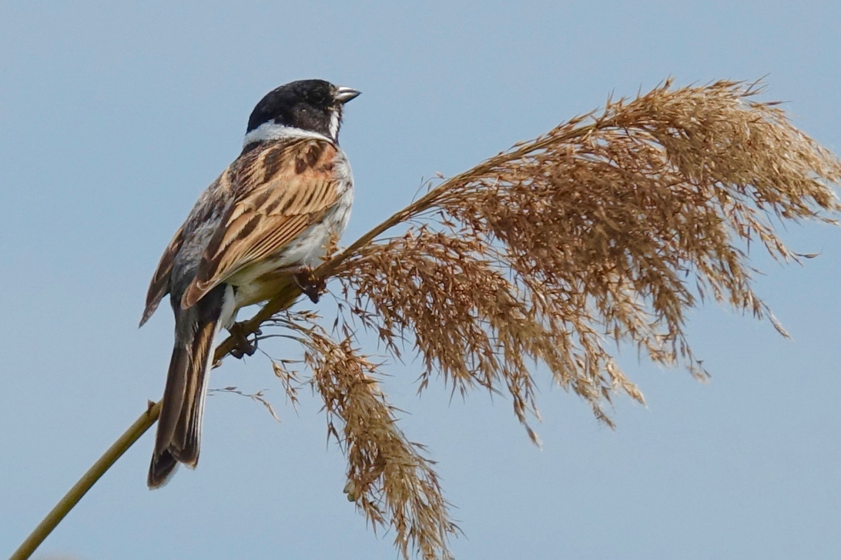 Rietgors op rietpluim - Vogels - Rietgors