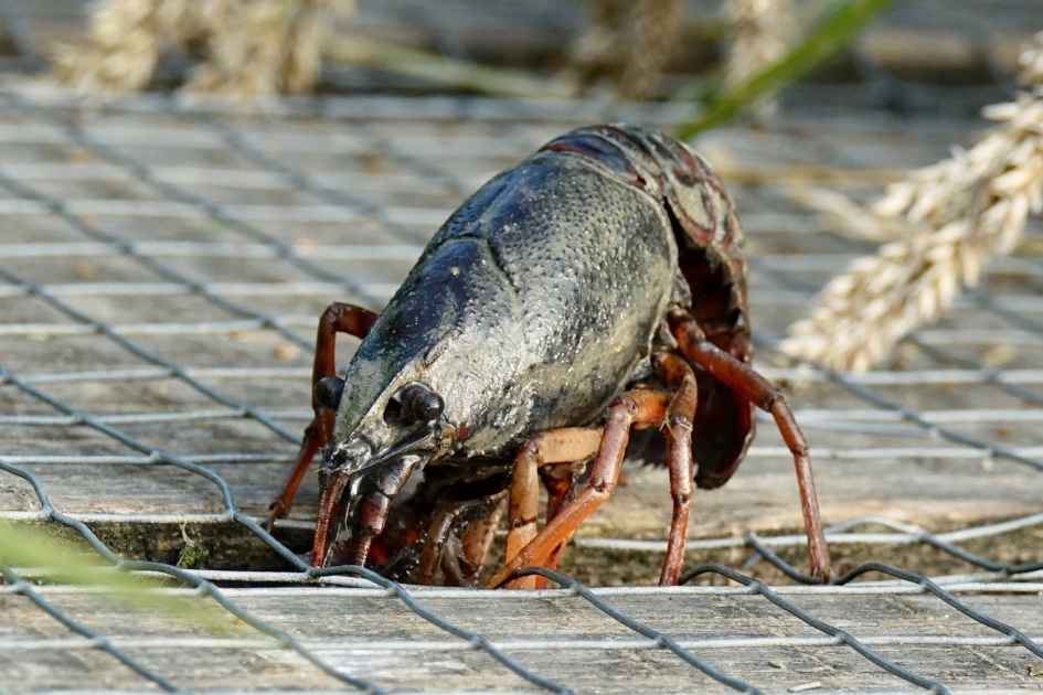 Rivierkreeft wil het water in - Geleedpotigen - Rivierkreeft