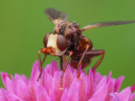 Roestbruine kromlijf