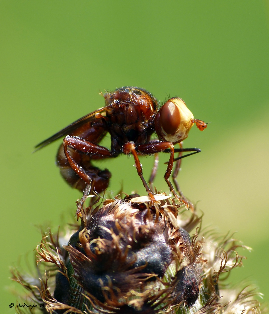 Roestbruine kromlijf - Geleedpotigen - Roestbruine kromlijf