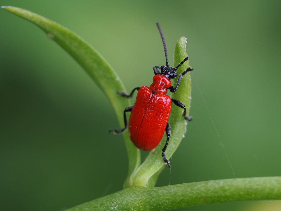 Rood - Geleedpotigen - leliehaantje