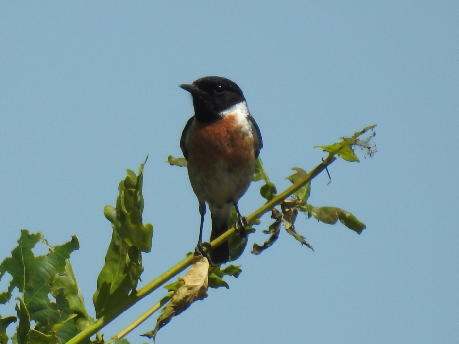 Roodborsttapuit man - Vogels - Roodborsttapuit