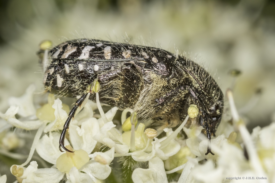 Rouwende gouden tor (Oxythyrea funesta) - Geleedpotigen - Rouwende gouden tor