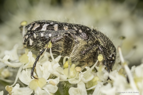 Rouwende gouden tor (Oxythyrea funesta)