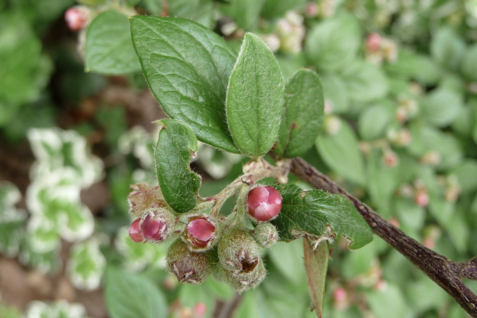 Roze knopjes - Planten - 
