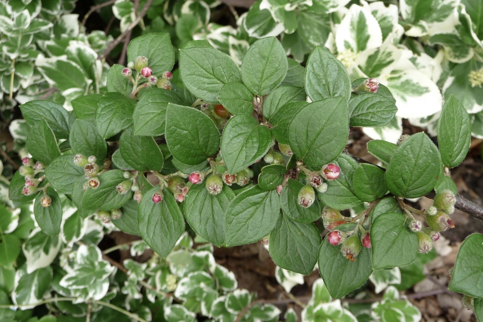 Roze knopjes - Planten - 