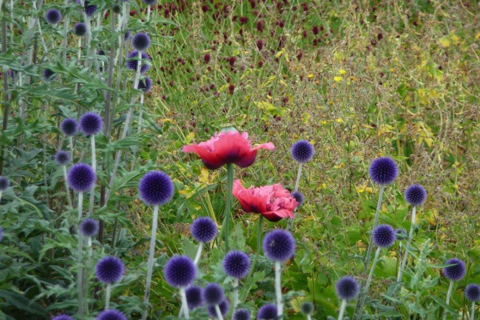 Roze papavers - Planten - 