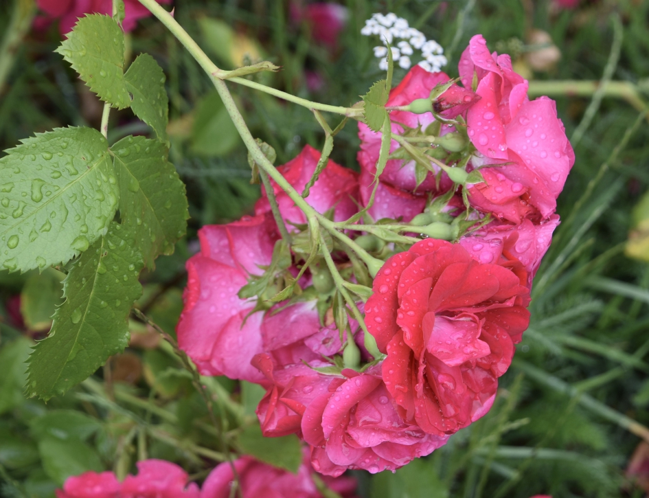 Rozen na de regen - Planten - 
