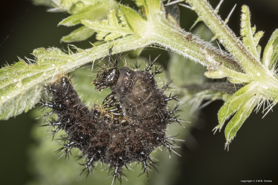 Rups landkaartje - Geleedpotigen - Landkaartje