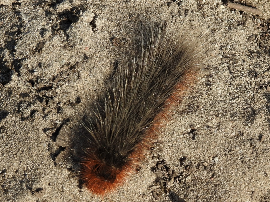 Rups van de Grotebeervlinder - Geleedpotigen - Grotebeervlinder