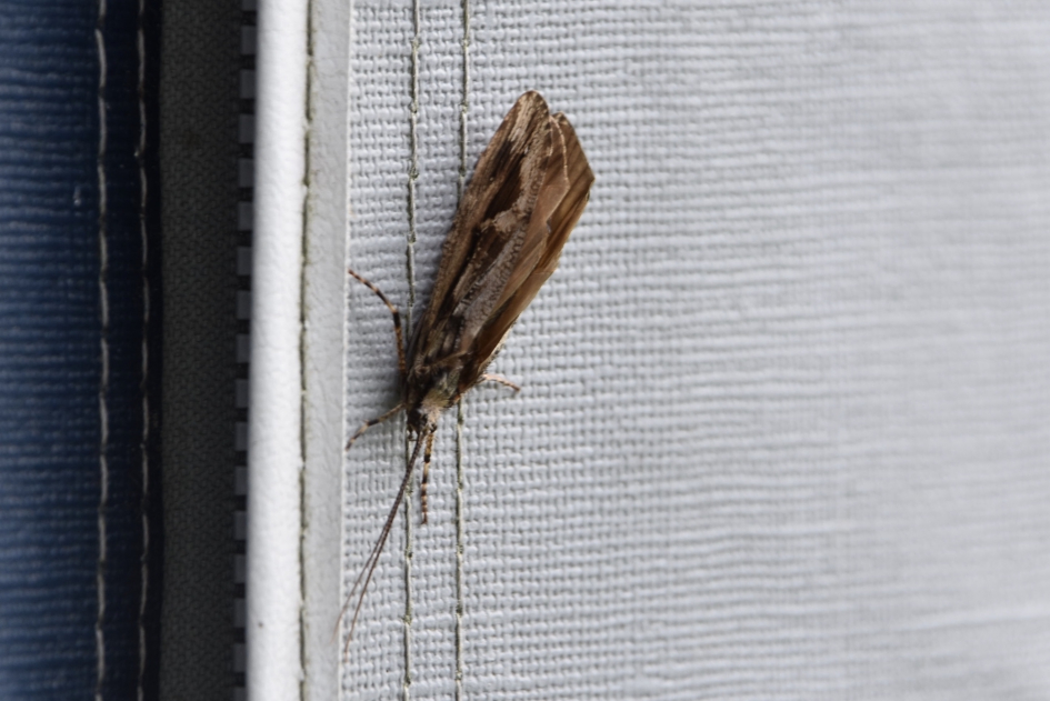 Schietmot - Geleedpotigen - 