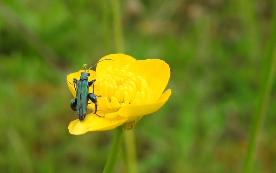 Schijn bedriegt - Geleedpotigen - Fraaie schijnboktor