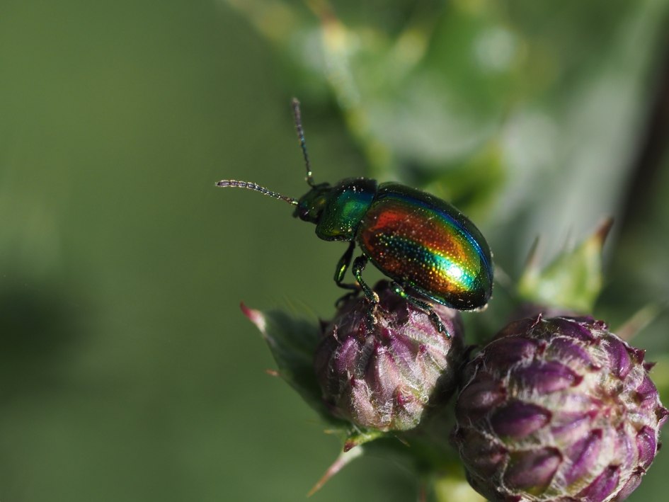 Schitterend - Geleedpotigen - Gestreept goudhaantje