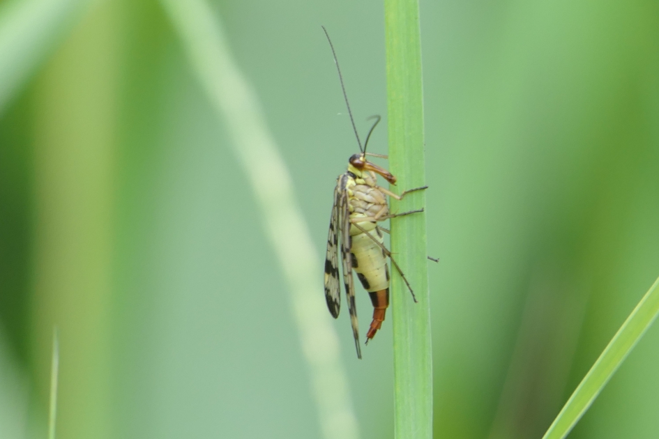 Schorpioenvlieg - Geleedpotigen - Schorpioenvlieg