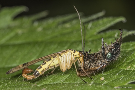 Schorpioenvlieg (man)