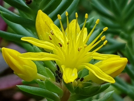 Sedum