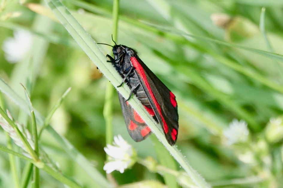 Sint-jacobsvlinder - Geleedpotigen - Sint-jacobsvlinder