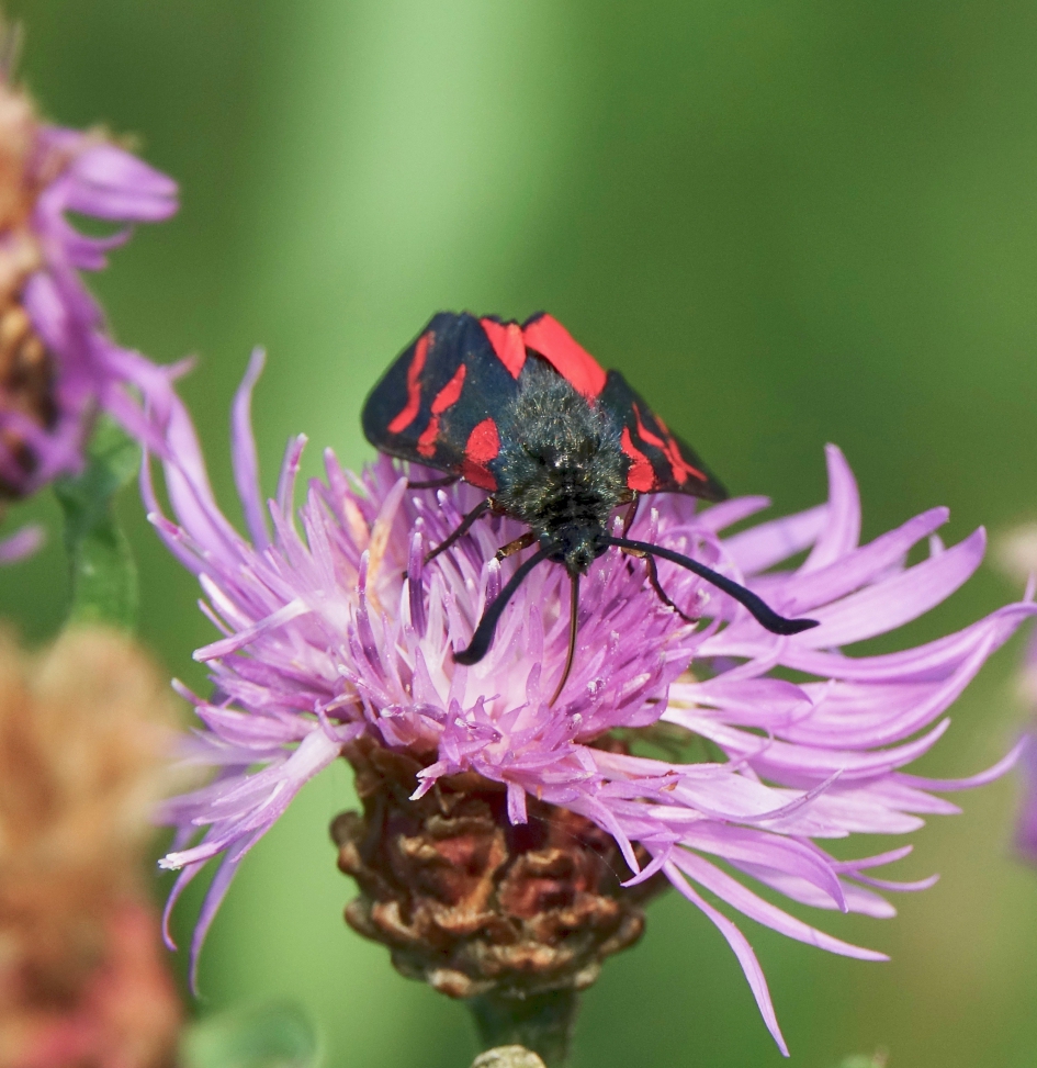 Sint-jansvlinder - Geleedpotigen - Sint-jansvlinder