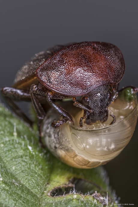 Slakkenaaskever (Phosphuga atrata)