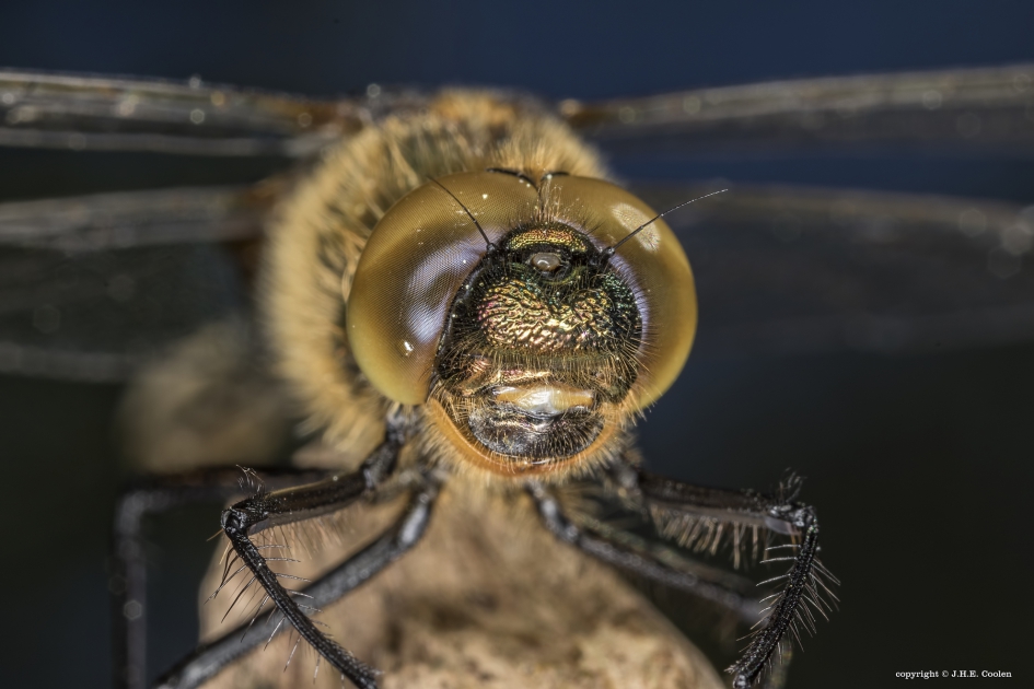 Smaragdlibel - Geleedpotigen - Smaragdlibel