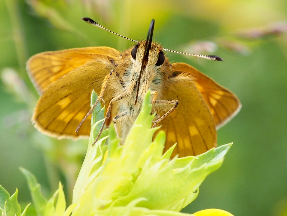 Smullen - Geleedpotigen - Groot dikkopje