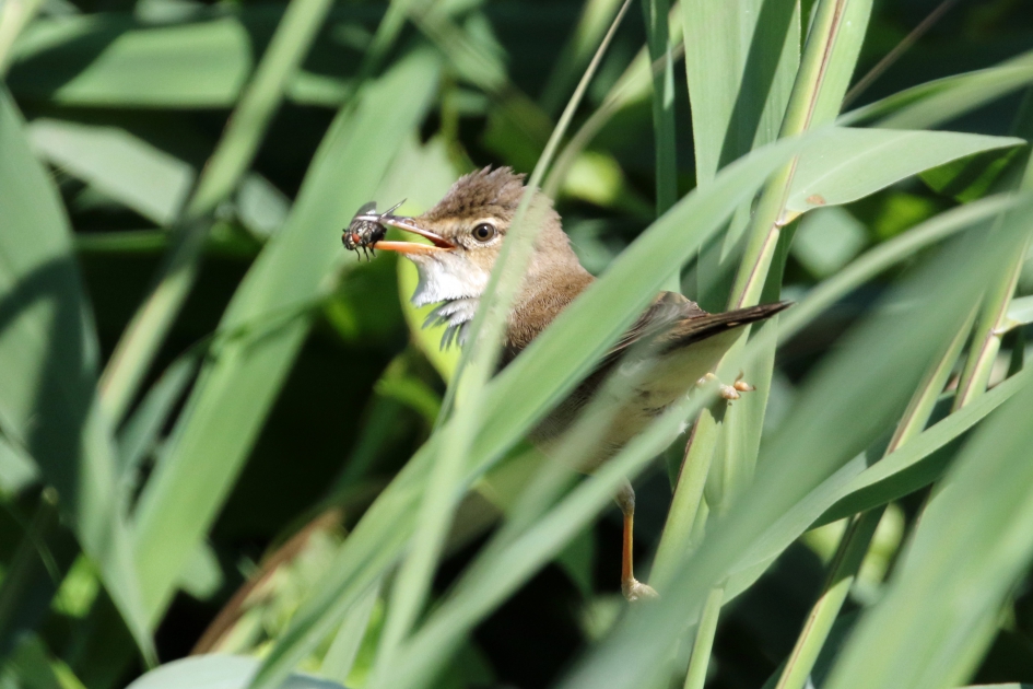 Smullen maar... - Vogels - Kleine karekiet