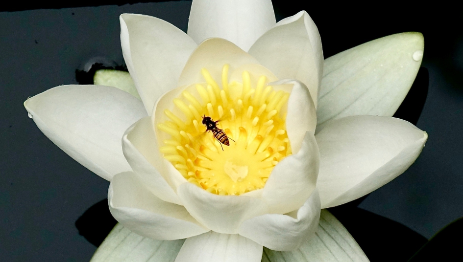 Snorzweefvlieg  bezoekt de zojuist geopende waterlelie - Geleedpotigen - Snorzweefvlieg