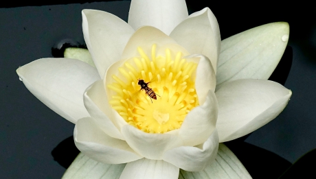 Snorzweefvlieg  bezoekt de zojuist geopende waterlelie