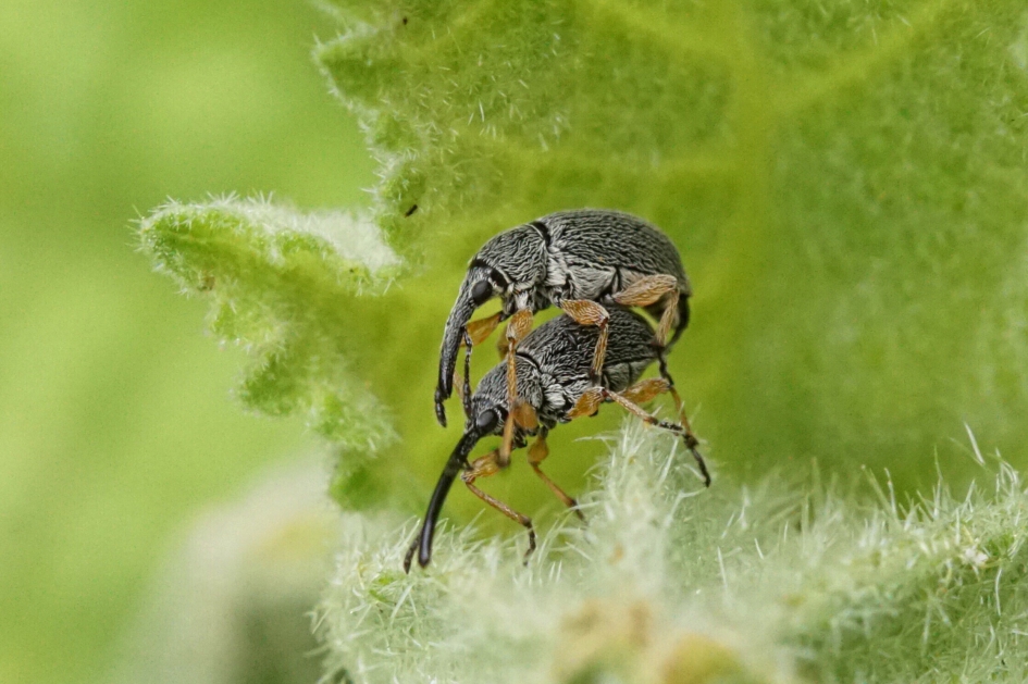 Snuitkevers op stokroos - Geleedpotigen - Stokroossnuitkever