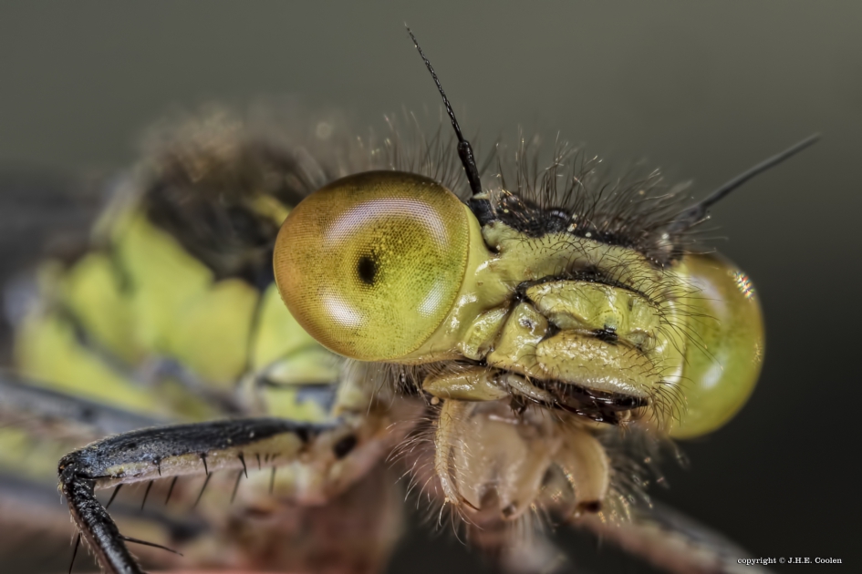 Soms..... - Geleedpotigen - Juffer