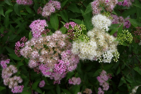 Spirea