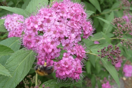 Spirea