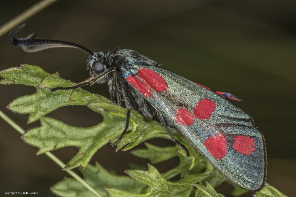 St. Jansvlinder - Geleedpotigen - St. Jansvlinder