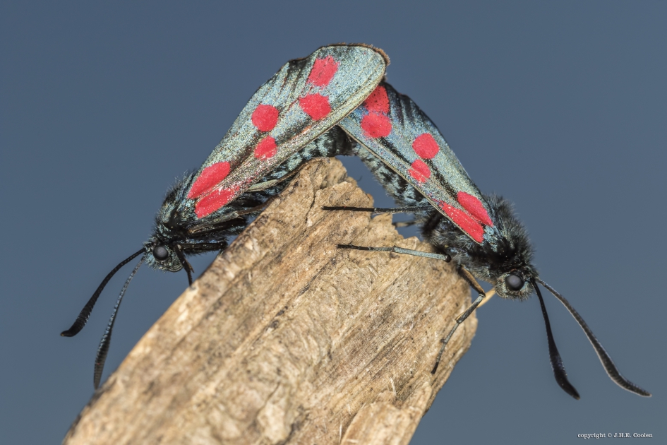 St. Jansvlinder - Geleedpotigen - Sint-jansvlinder